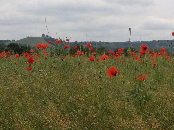 Winner of the Under 7s and Best Childrens Picture - Poppies by Pheobe Good 